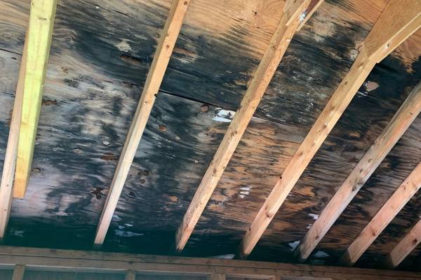 Crawl Space Mold